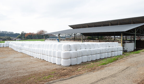 飼料用稲「WCS」。稲の出穂後、実と茎葉を刈り取り、乳酸菌を添加して梱包し、ラップフィルムで密封する。白く見えるのは、ラップフィルム