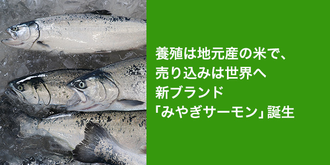 養殖は地元産の米で、売り込みは世界へ新ブランド「みやぎサーモン」誕生