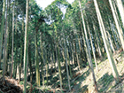 画像：福岡県広域森林組合
