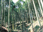 画像:福岡県広域森林組合