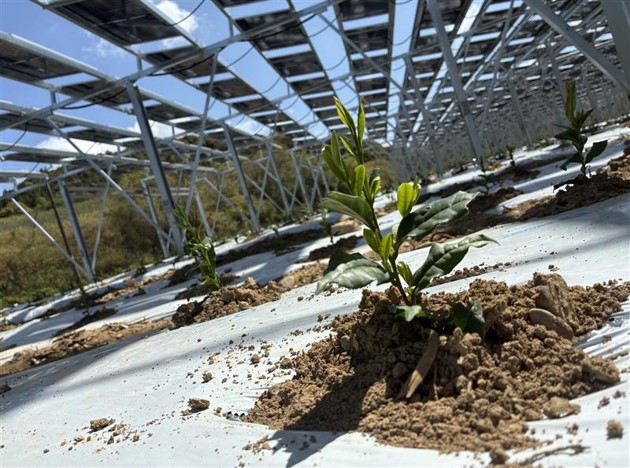 営農型太陽光発電を活用した有機碾茶